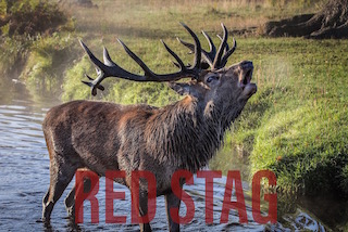 Redstag Small