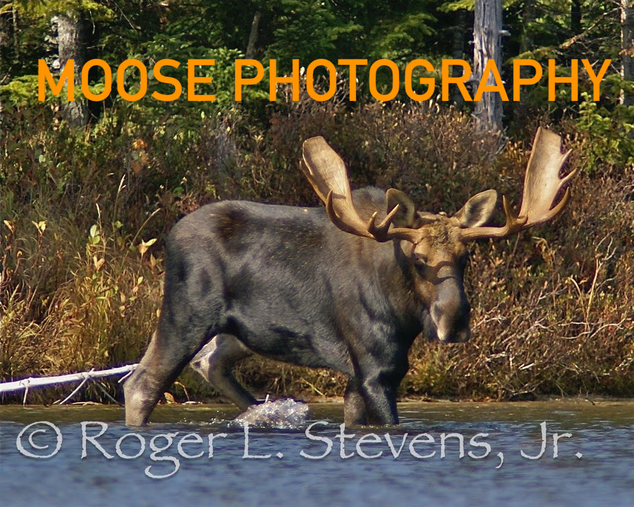 Moose6 copy
