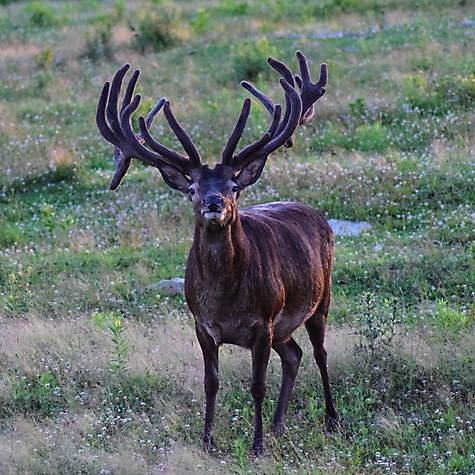 2018 Red Stag Season